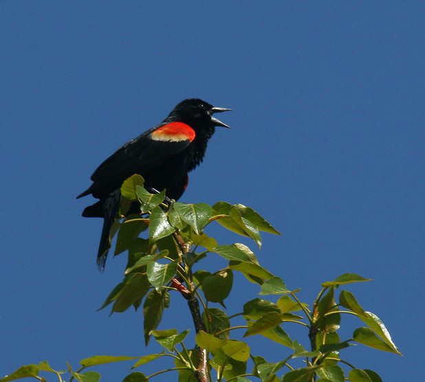 Bird Count Results Nature Calgary