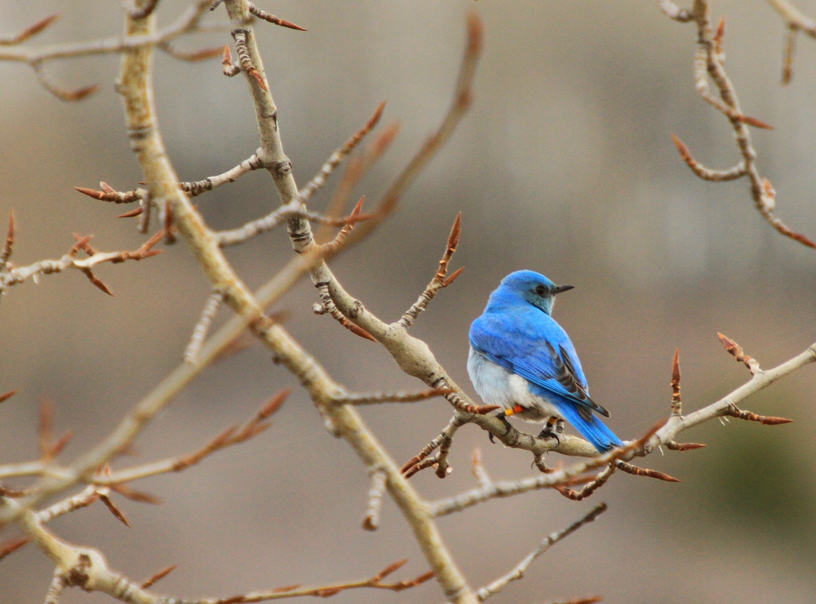 Birds Of Alberta