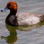 Redhead duck