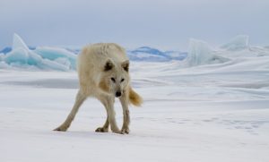 Arctic Wolf