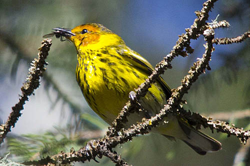 Over 80% of Cape May Warblers breed in the Boreal.  © Dan Arndt