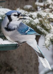 Blue Jay @ Jeff Thompson
