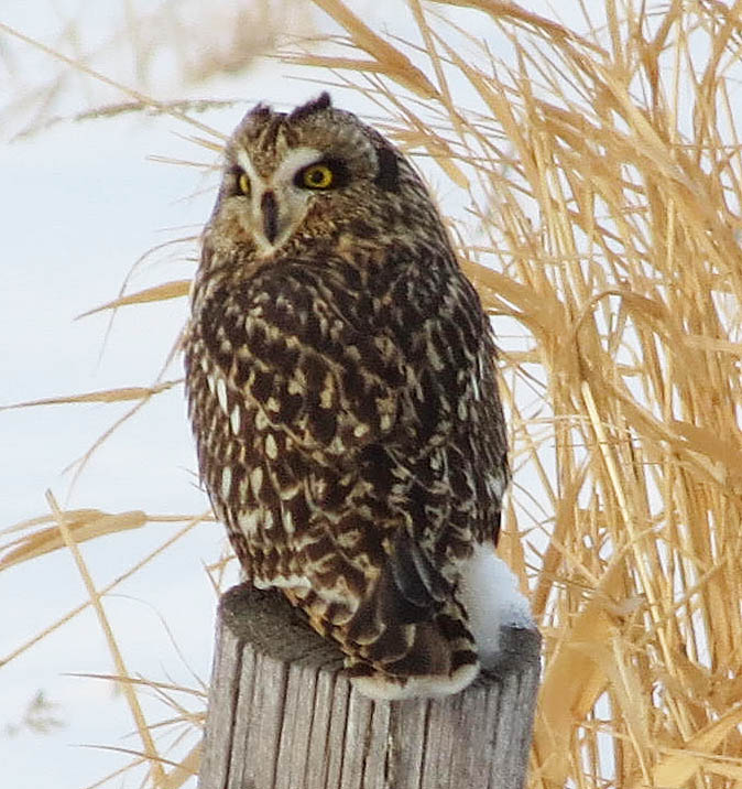 Short-eared Owl