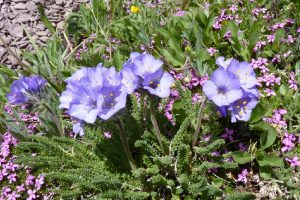 Wildflowers at Waterton