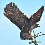 Great Grey Owl